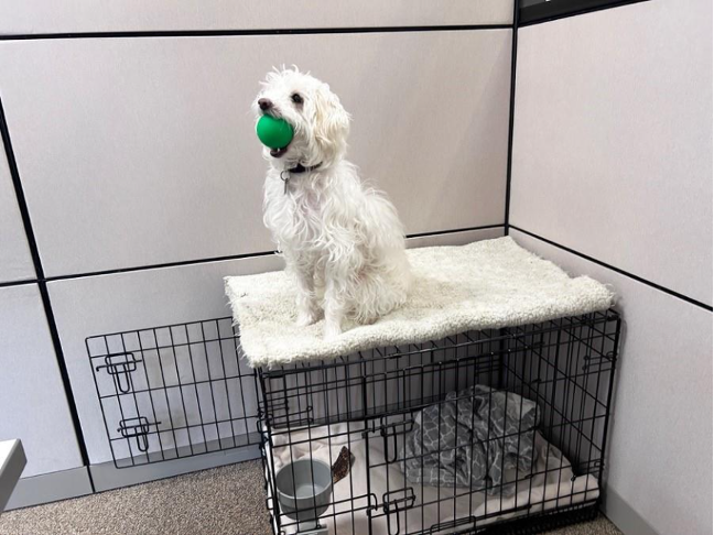 Office dog at Window Film Systems new London facility